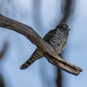 Chrysococcyx lucidus at Mulligans Flat - 5 Mar 2024 04:29 PM