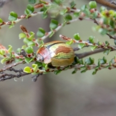 Paropsisterna vittata (Eucalyptus leaf beetle) at Namadgi National Park - 20 Feb 2024 by SWishart