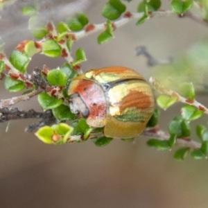 Paropsisterna vittata at Namadgi National Park - 21 Feb 2024 10:56 AM