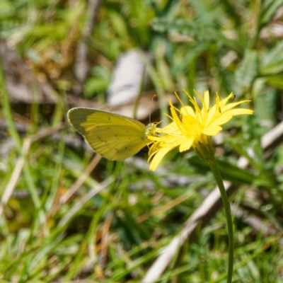 Eurema smilax (Small Grass-yellow) at Tallaganda National Park - 5 Mar 2024 by DPRees125