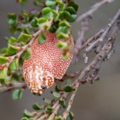 Paropsis variolosa (Variolosa leaf beetle) at Namadgi National Park - 20 Feb 2024 by SWishart