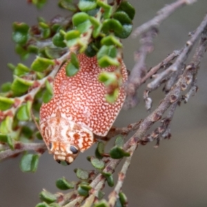 Paropsis (paropsine) genus-group at Namadgi National Park - 21 Feb 2024