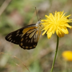 Belenois java (Caper White) at Tallaganda National Park - 5 Mar 2024 by DPRees125