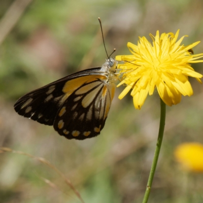 Belenois java (Caper White) at Tallaganda National Park - 5 Mar 2024 by DPRees125