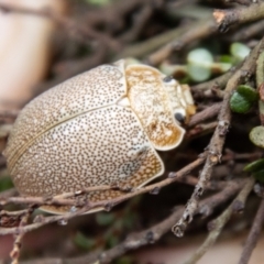 Paropsis dilatata (Leaf beetle) at Namadgi National Park - 20 Feb 2024 by SWishart