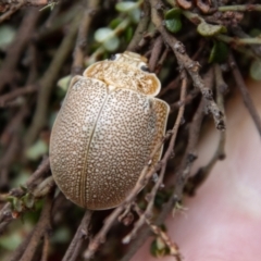 Paropsis (paropsine) genus-group at Namadgi National Park - 21 Feb 2024