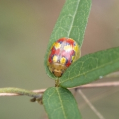 Paropsisterna nobilitata (Leaf beetle, Button beetle) at Cotter River, ACT - 21 Feb 2024 by SWishart