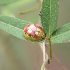 Paropsisterna nobilitata at Namadgi National Park - 21 Feb 2024