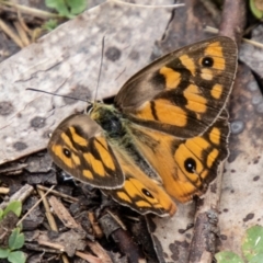 Heteronympha penelope (Shouldered Brown) at Cotter River, ACT - 21 Feb 2024 by SWishart