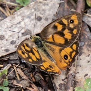 Heteronympha penelope at Namadgi National Park - 21 Feb 2024