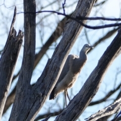 Egretta novaehollandiae (White-faced Heron) at Hall, ACT - 5 Mar 2024 by Anna123