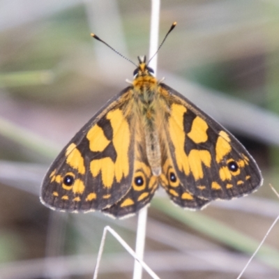 Oreixenica lathoniella (Silver Xenica) at Cotter River, ACT - 21 Feb 2024 by SWishart