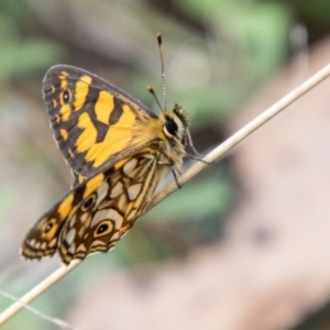 Oreixenica lathoniella at Namadgi National Park - 21 Feb 2024