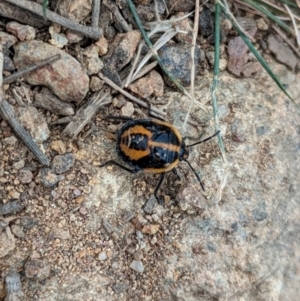 Agonoscelis rutila at Aarons Farm - 6 Mar 2024 12:58 PM