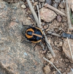 Agonoscelis rutila at Aarons Farm - 6 Mar 2024 12:58 PM