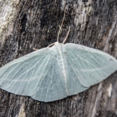 Chlorocoma carenaria (Veined Emerald) at Cotter River, ACT - 21 Feb 2024 by SWishart