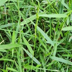Tetrarrhena juncea (Forest Wire Grass) at Kianga, NSW - 3 Mar 2024 by Steve818