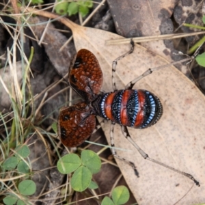 Acripeza reticulata at Namadgi National Park - 21 Feb 2024