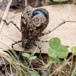 Acripeza reticulata at Namadgi National Park - 21 Feb 2024