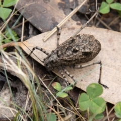 Acripeza reticulata at Namadgi National Park - 21 Feb 2024