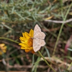 Scopula rubraria (Reddish Wave, Plantain Moth) at Hackett, ACT - 6 Mar 2024 by WalterEgo