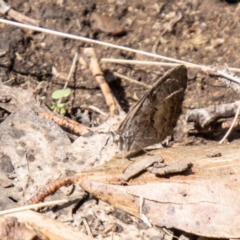 Geitoneura klugii (Marbled Xenica) at Cotter River, ACT - 21 Feb 2024 by SWishart