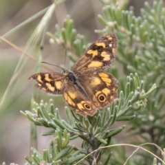 Heteronympha solandri (Solander's Brown) at Namadgi National Park - 21 Feb 2024 by SWishart