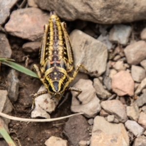 Monistria concinna at Namadgi National Park - 21 Feb 2024