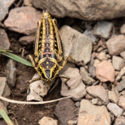 Monistria concinna (Southern Pyrgomorph) at Namadgi National Park - 21 Feb 2024 by SWishart