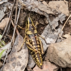 Monistria concinna at Namadgi National Park - 21 Feb 2024