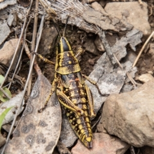 Monistria concinna at Namadgi National Park - 21 Feb 2024