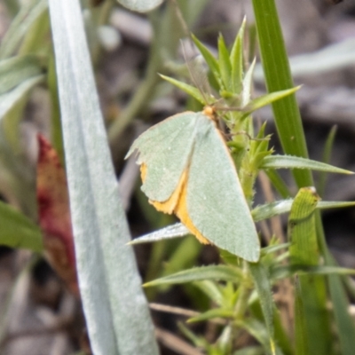 Unidentified Geometer moth (Geometridae) at Namadgi National Park - 21 Feb 2024 by SWishart