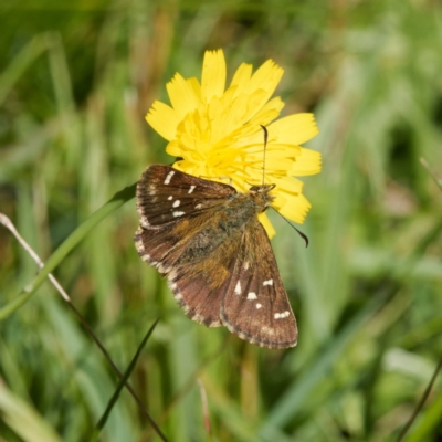 Atkinsia dominula (Two-brand grass-skipper) at Jingera, NSW - 5 Mar 2024 by DPRees125