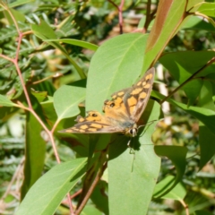 Heteronympha penelope (Shouldered Brown) at Harolds Cross, NSW - 5 Mar 2024 by DPRees125