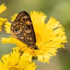 Oreixenica correae (Orange Alpine Xenica) at Cotter River, ACT - 21 Feb 2024 by SWishart