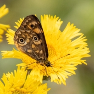 Oreixenica correae at Namadgi National Park - 21 Feb 2024