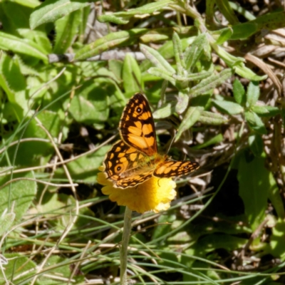 Oreixenica lathoniella (Silver Xenica) at Tallaganda State Forest - 5 Mar 2024 by DPRees125