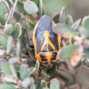 Agonoscelis rutila at Namadgi National Park - 21 Feb 2024