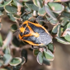 Agonoscelis rutila at Namadgi National Park - 21 Feb 2024