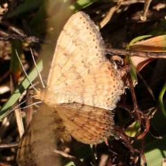 Scopula rubraria (Reddish Wave, Plantain Moth) at Black Mountain - 27 Feb 2024 by ConBoekel