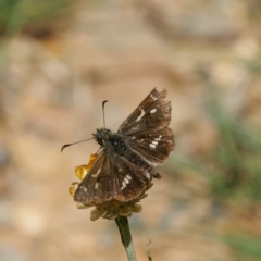 Dispar compacta (Barred Skipper) at Farringdon, NSW - 5 Mar 2024 by DPRees125