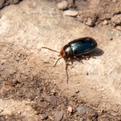 Unidentified Leaf beetle (Chrysomelidae) at Cotter River, ACT - 21 Feb 2024 by SWishart