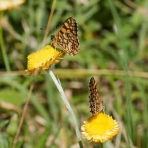 Oreixenica lathoniella at QPRC LGA - 5 Mar 2024