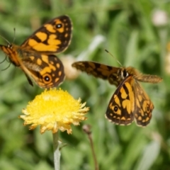 Oreixenica lathoniella at QPRC LGA - 5 Mar 2024