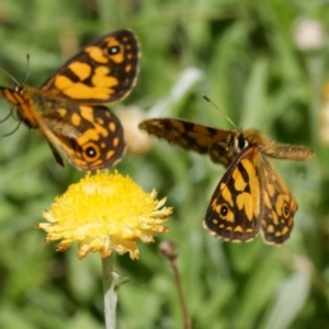 Oreixenica lathoniella at QPRC LGA - 5 Mar 2024