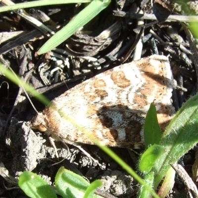 Heliothis punctifera (Lesser Budworm) at galgi gnarrk (Craigieburn Grassland Nature Conservation Reserve) - 26 Aug 2007 by WendyEM