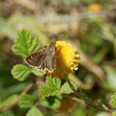 Atkinsia dominula (Two-brand grass-skipper) at Farringdon, NSW - 5 Mar 2024 by DPRees125