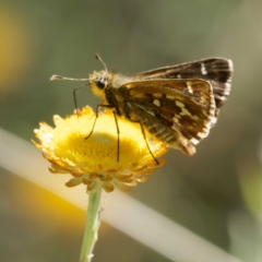 Atkinsia dominula at QPRC LGA - suppressed