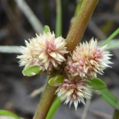 Alternanthera denticulata (Lesser Joyweed) at Giralang, ACT - 21 Feb 2024 by Dibble