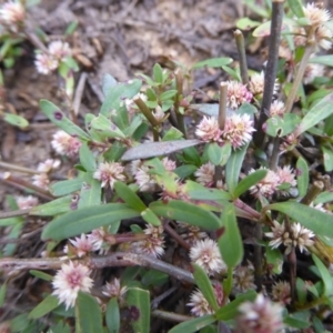 Alternanthera denticulata at Giralang, ACT - 21 Feb 2024